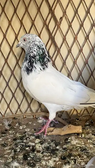 حمام بكستاني للبيع index