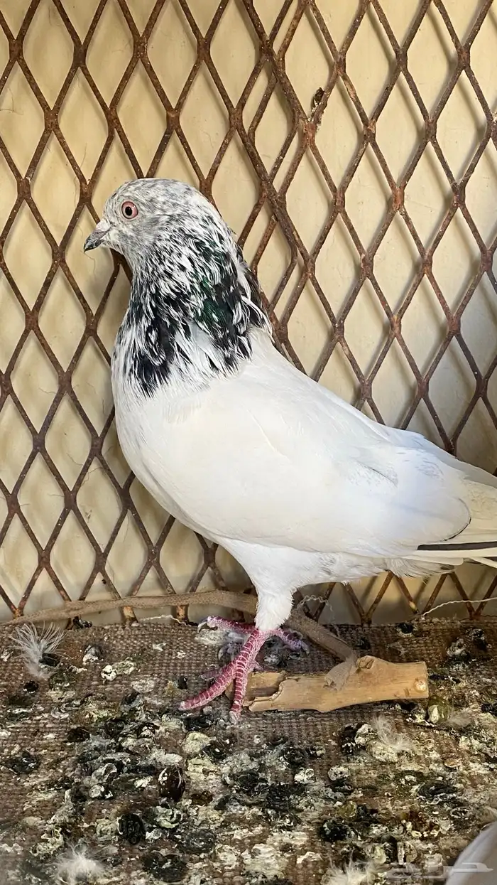 حمام بكستاني للبيع 1