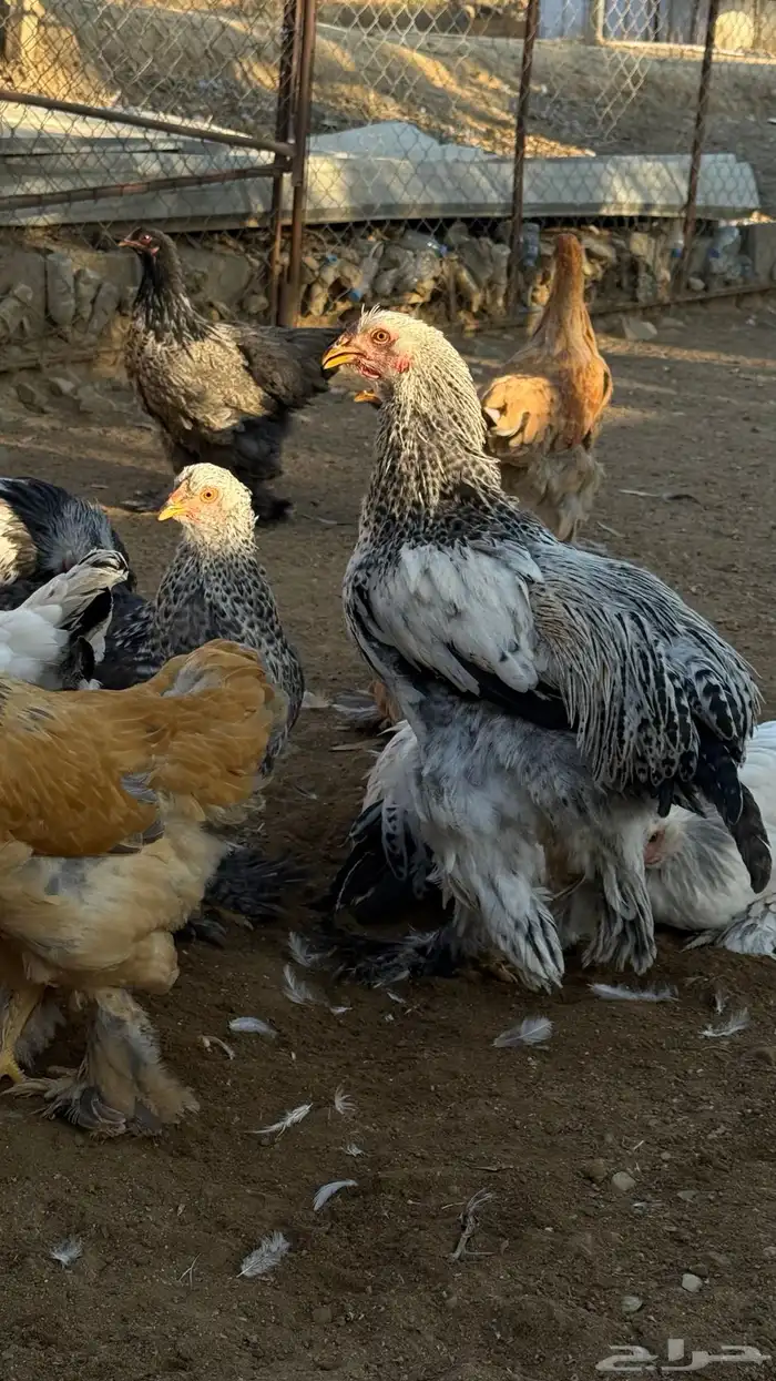 دجاج براهما 0