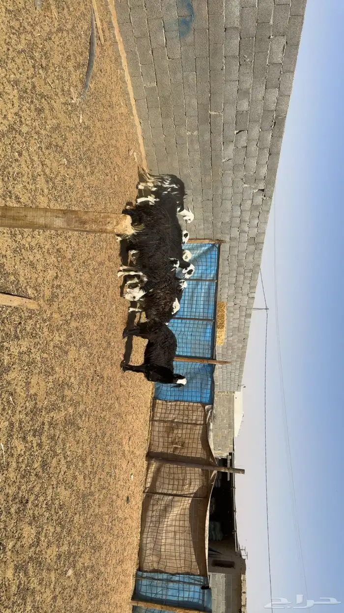 غنم دفيع ومقرعه 3