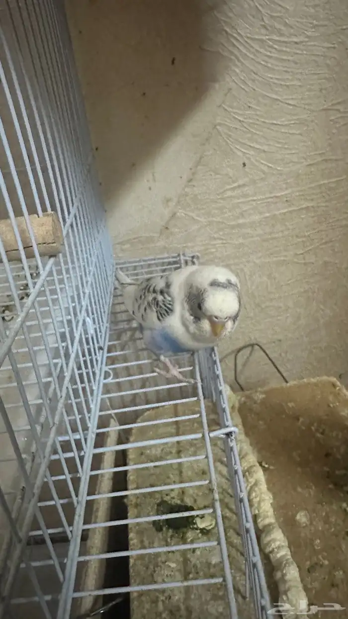 طيور كروان وروز للبيع مع القفص 2