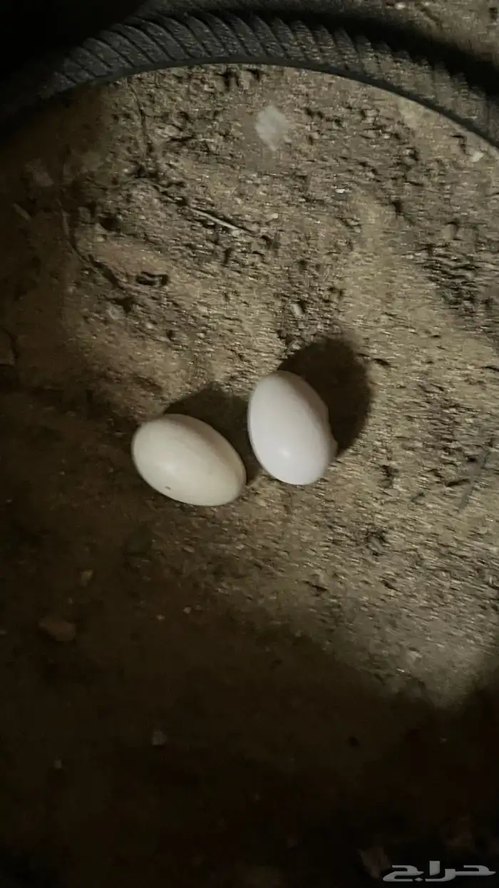 جوز شامو ياباني 5