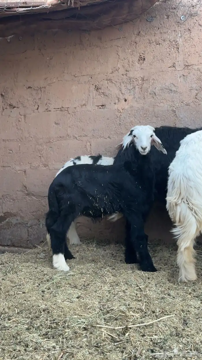 طليان ذبايح للبيع طيبه بالحيل 3