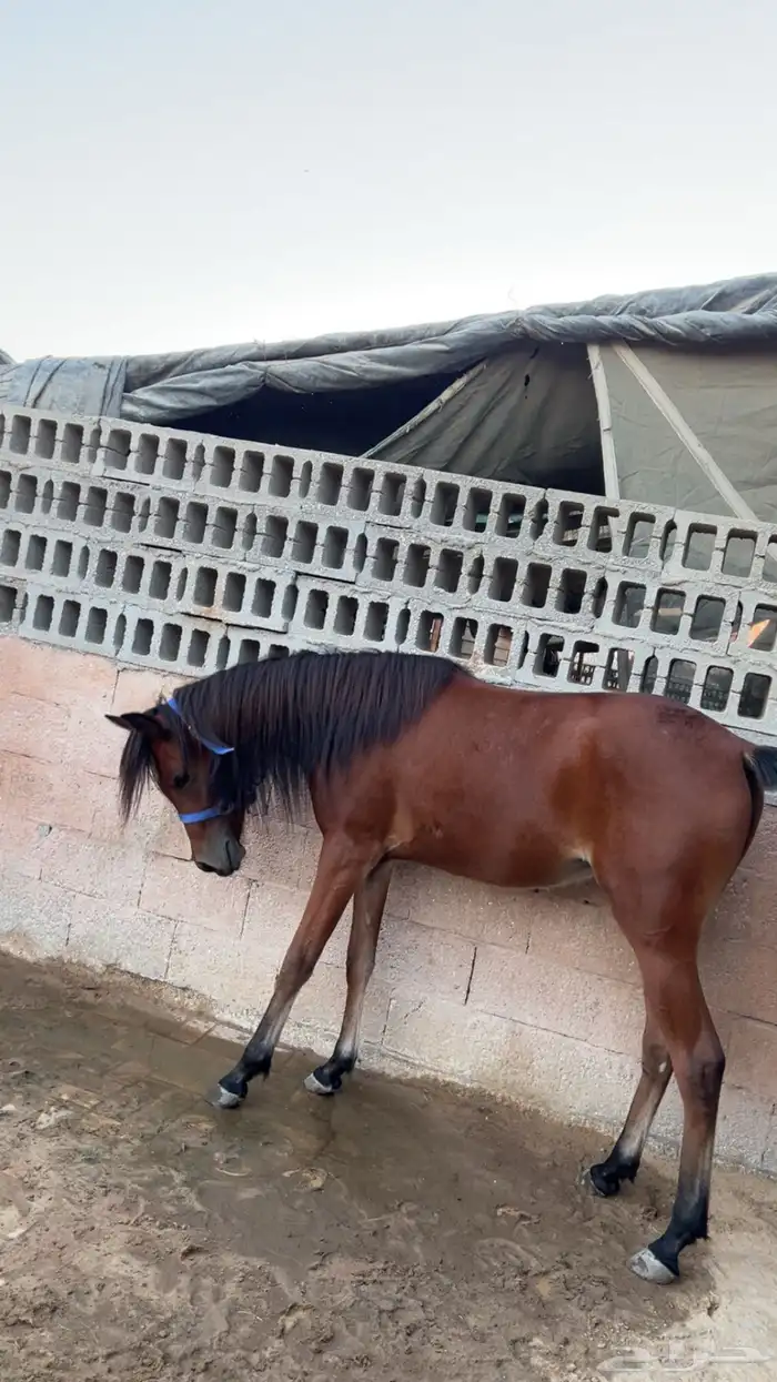 مهره شعبيه شيخه 5