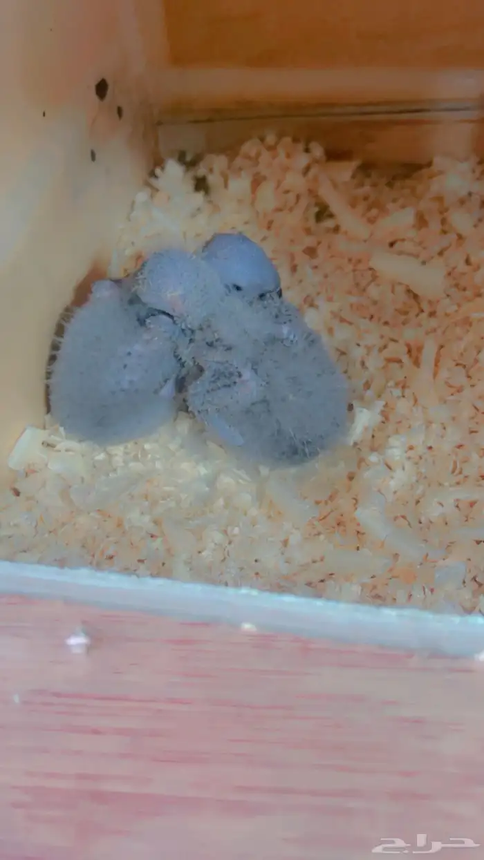 فروخ لوري رمبو 2