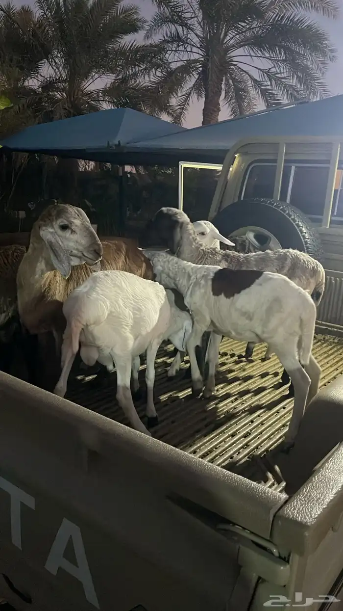 للبيع خرفان تيوس العمر 5شهور لبانيه 5