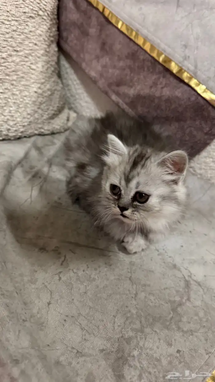 قطتين شيرازي أمريكي عمر شهر ونص ب 250 ريال 0