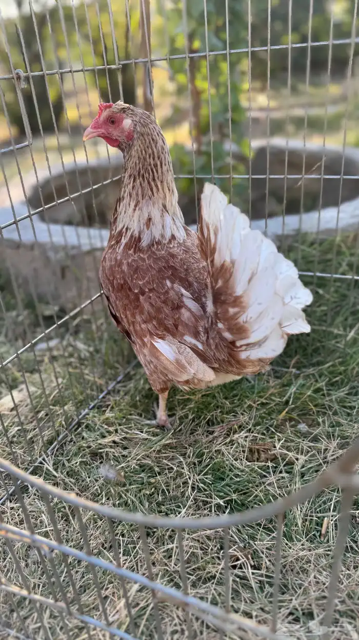 دجاجات أفرق 0