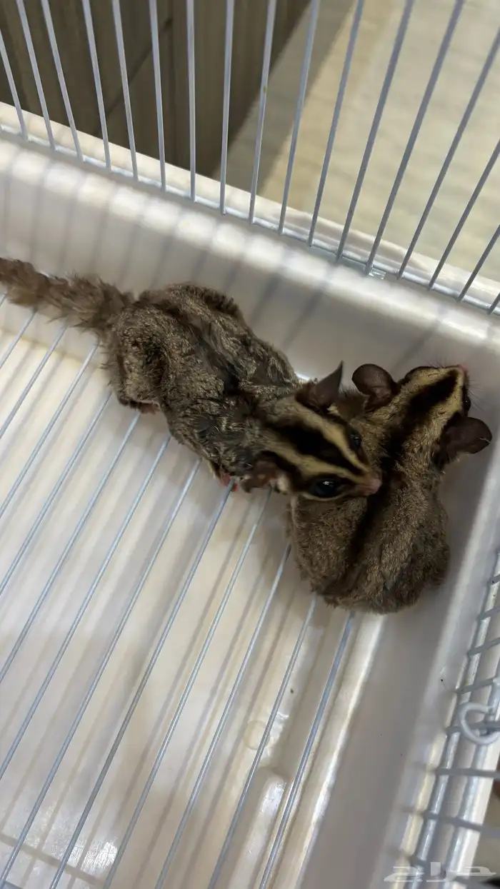 سنجاب طائر 1