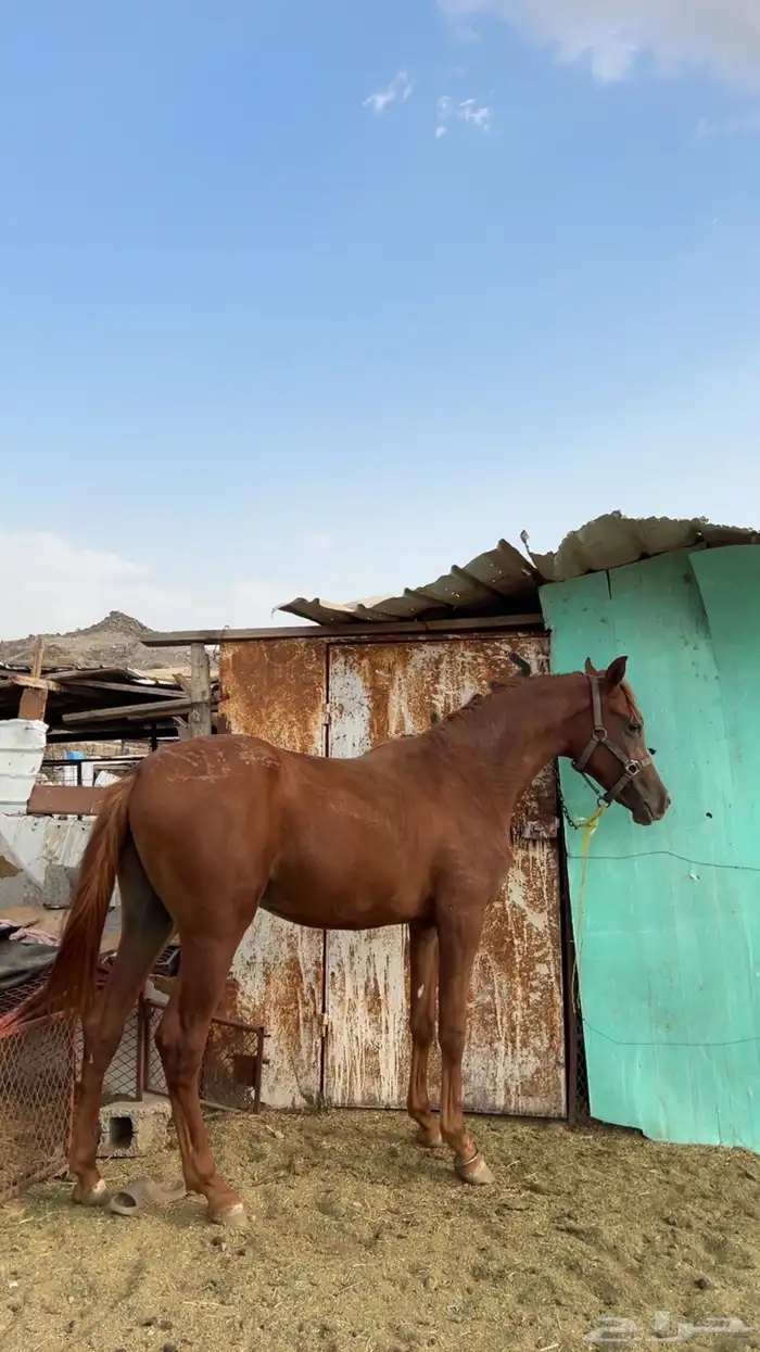 مهر عربي 5