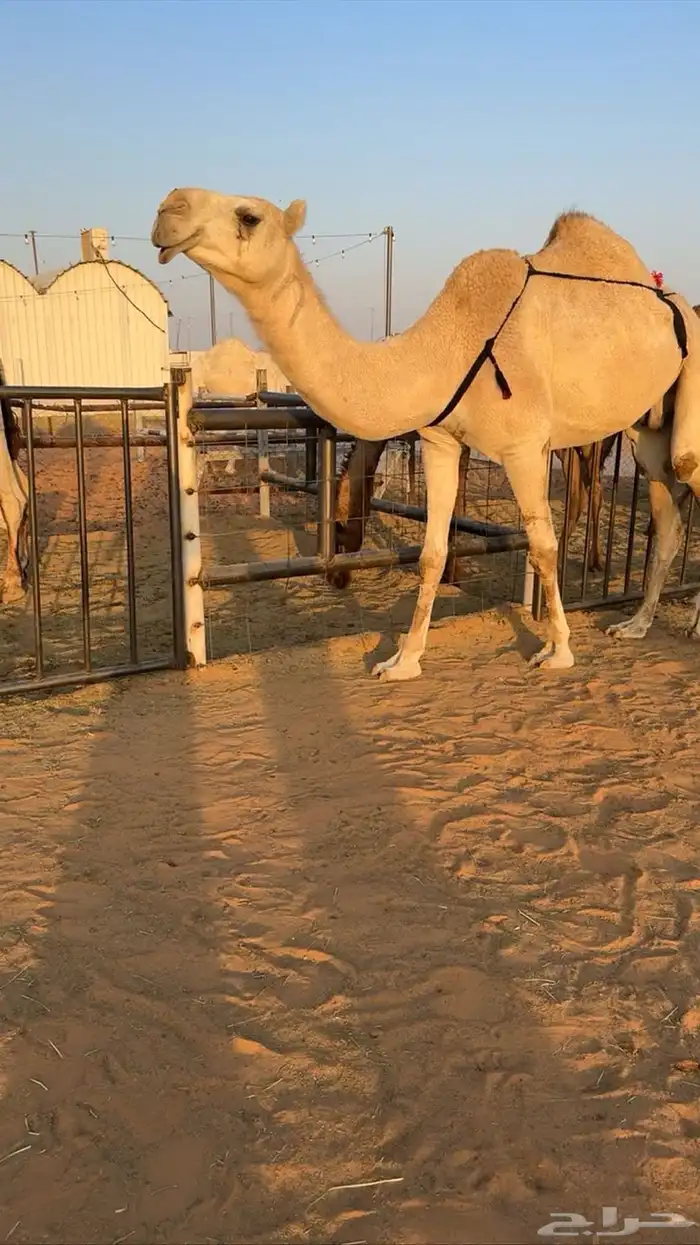 شقحا ضروبه عشرا 1