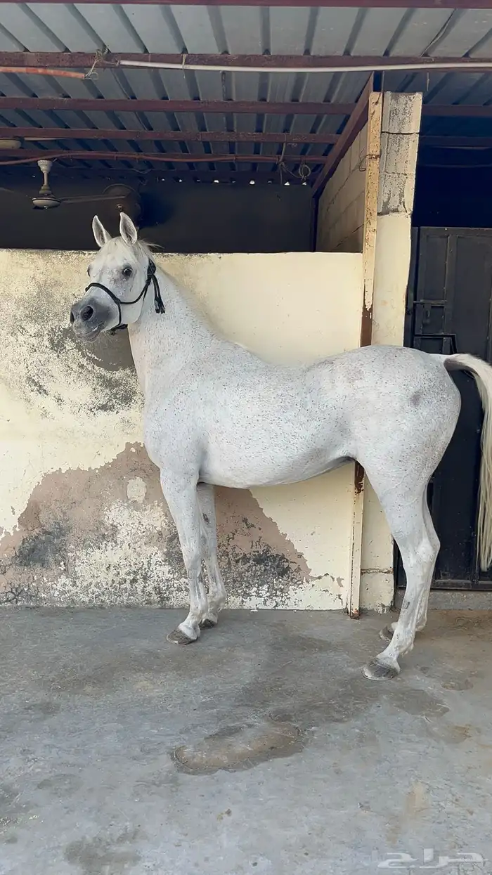 فرس دماء فاخره واهو 2