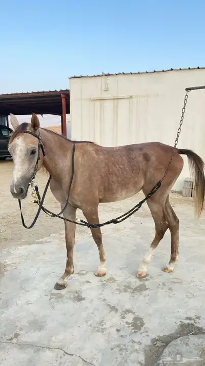 حصان معسوف العمر سنتين وسبه شهور الموقع القنفذة-بني عيسي index