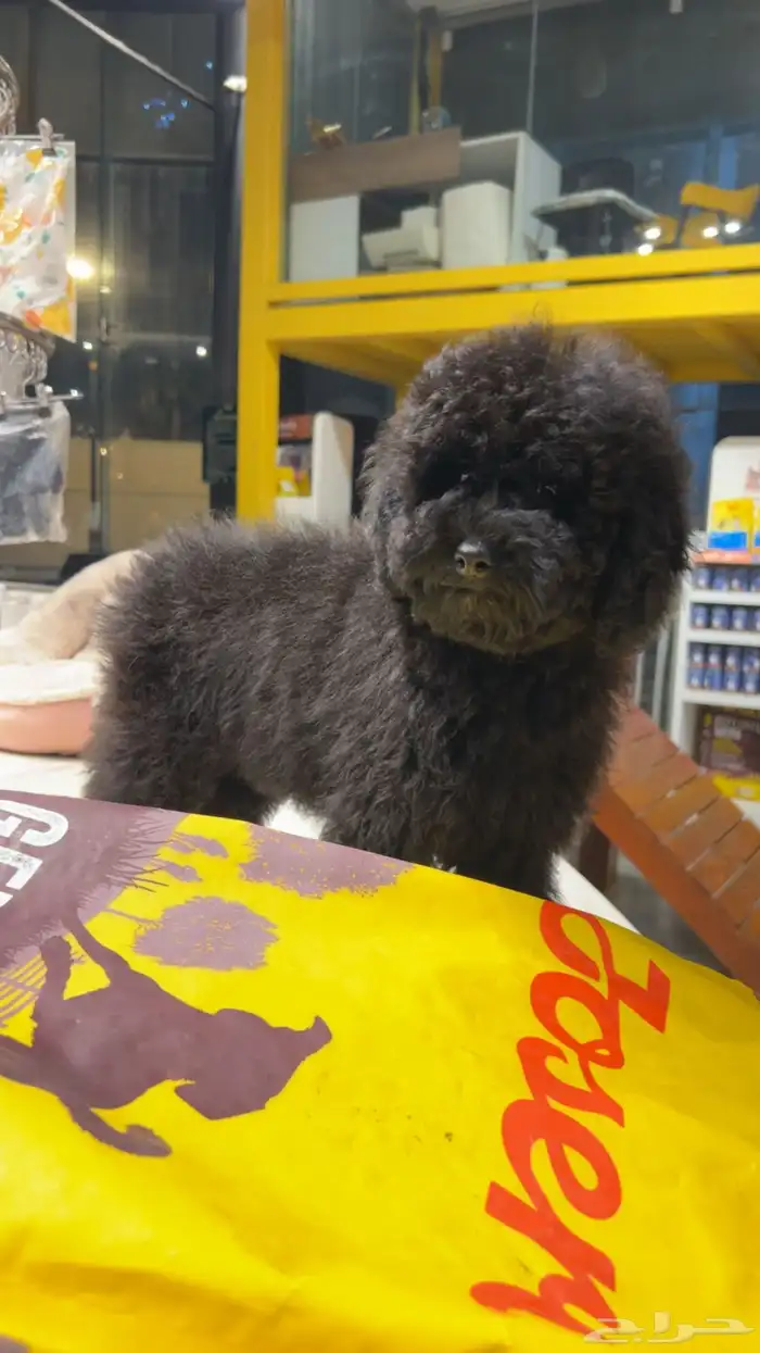 للبيع جرو بيور توي بودل مستوى عالي لون ملكي 0