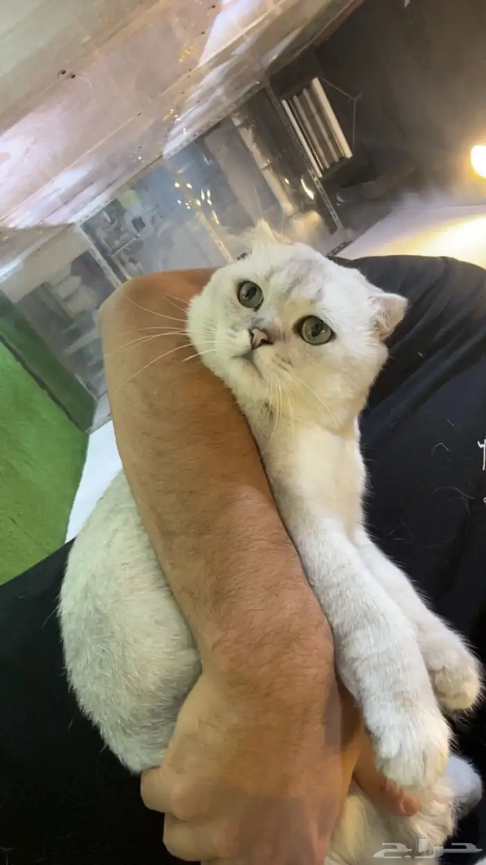 للبيع قط سكوتش فولد بيور 0