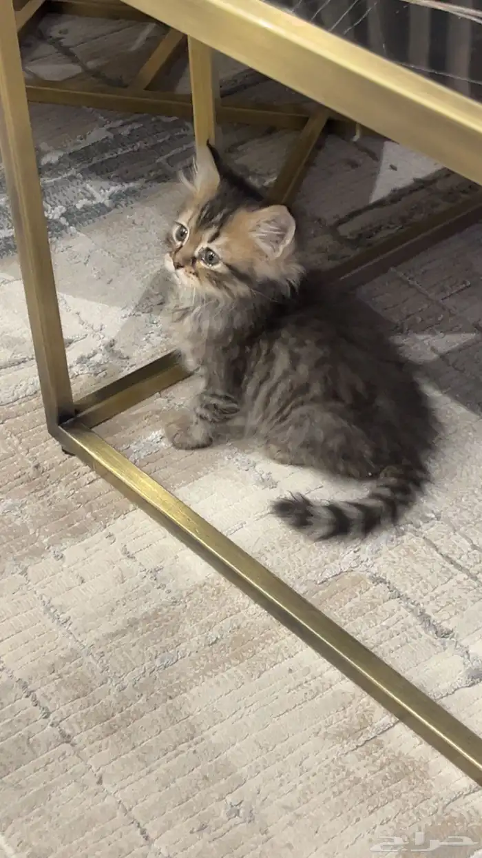 قط شيرازي ذكر العمر شهرين 2