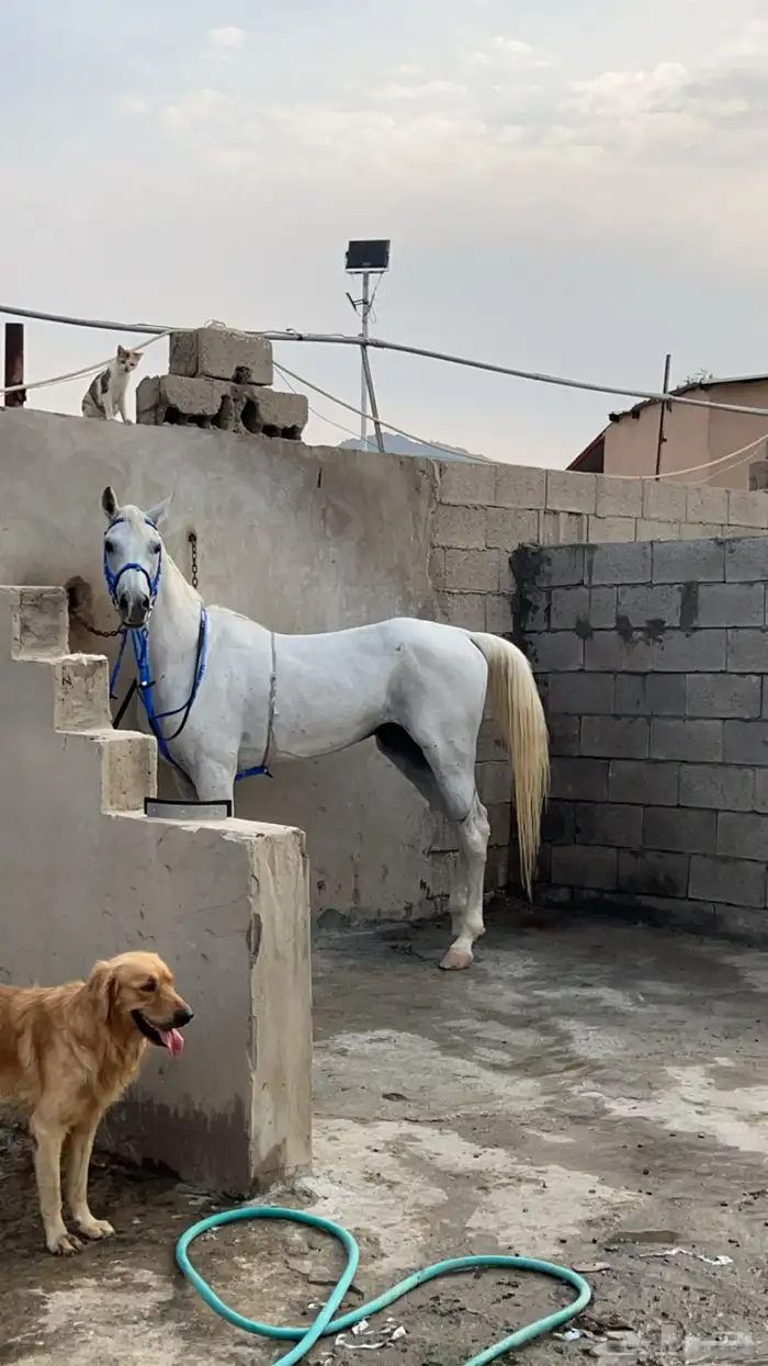 حصان شعبي 10