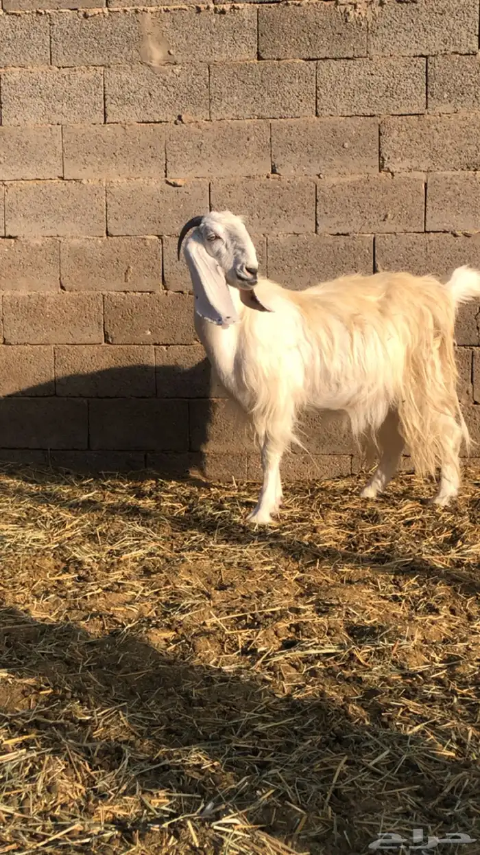 معزاء عوارض 0