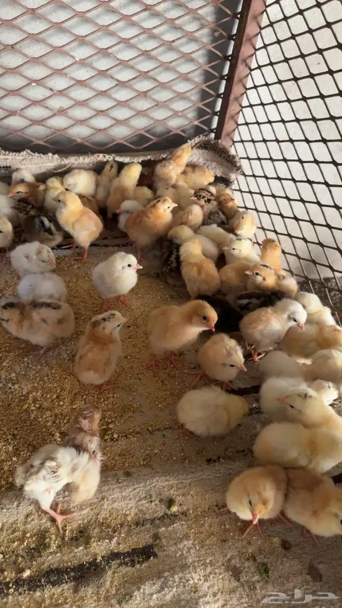 صوص دجاج بلدي تم البيع 2