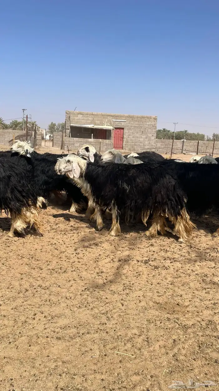 مراح نجد صنف 12