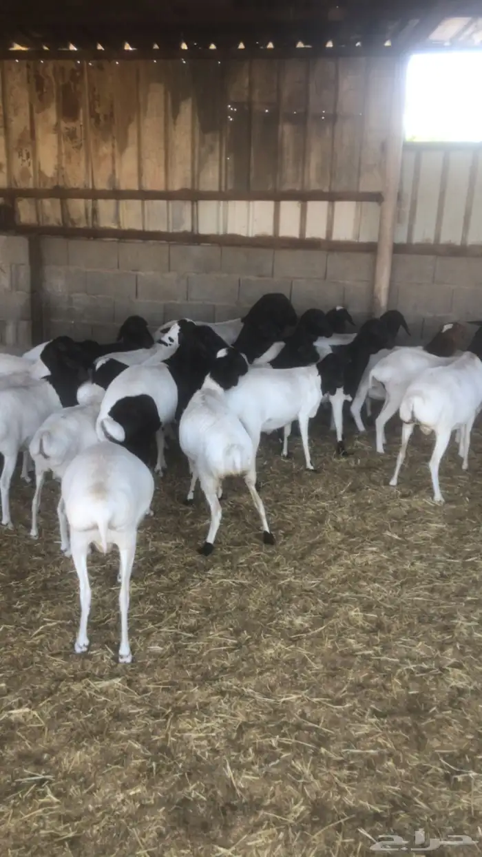 برابر للبيع 2