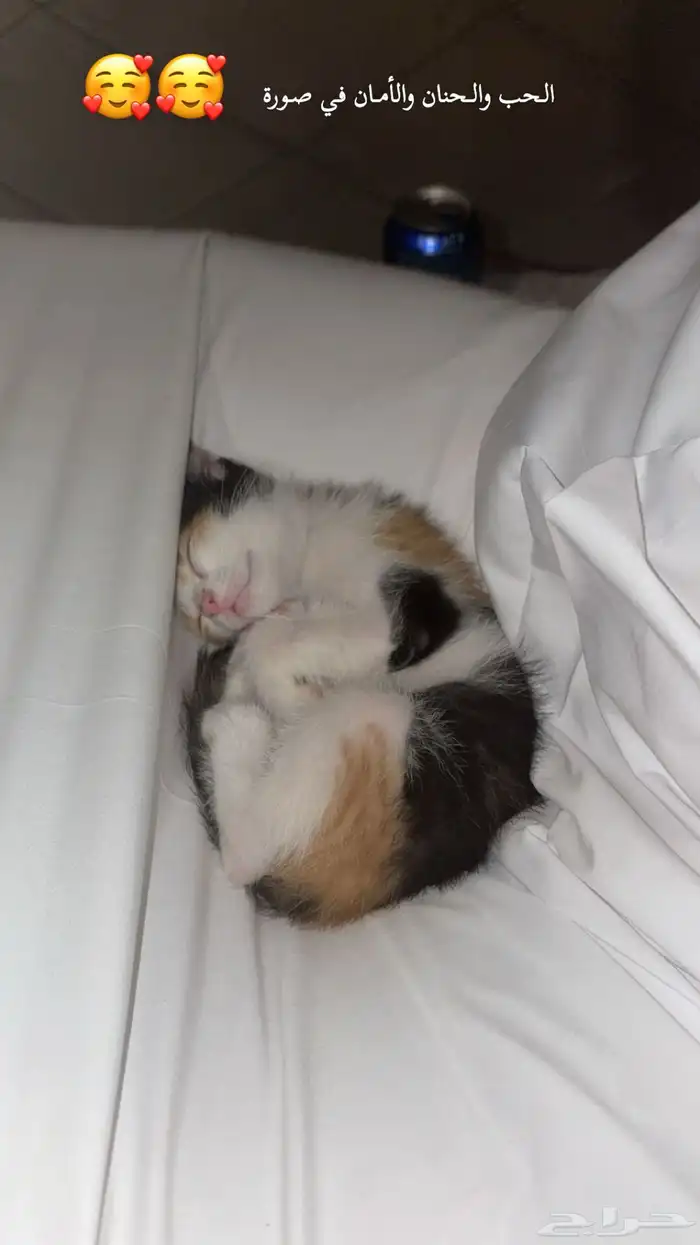 قطة للتبني 1