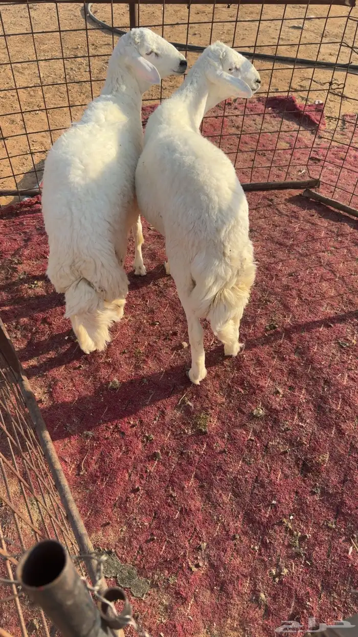 2 طليان حريه 3