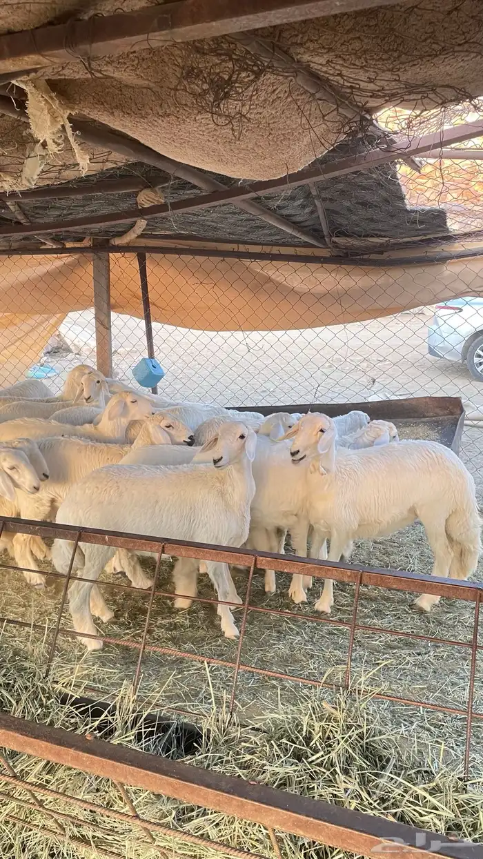 رخال صنف مقنى 1