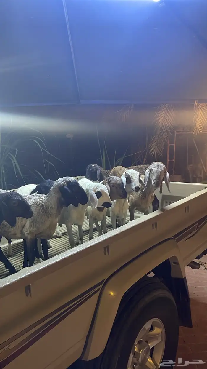 للبيع خرفان تيوس العمر 5شهور لبانيه 6