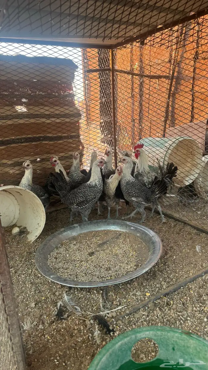 دجاج فيومي 0