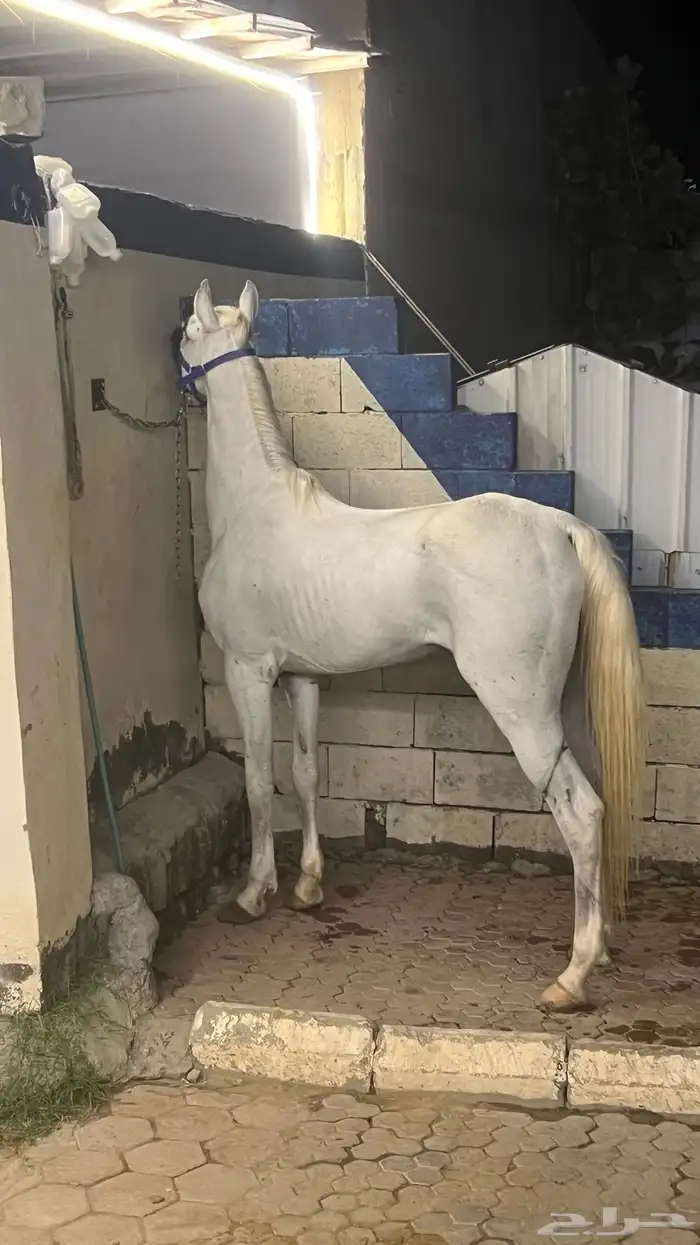 حصان شعبي 9
