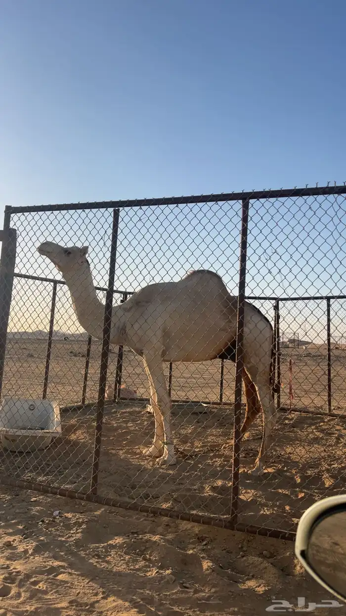 للبيع جمل فحل 1