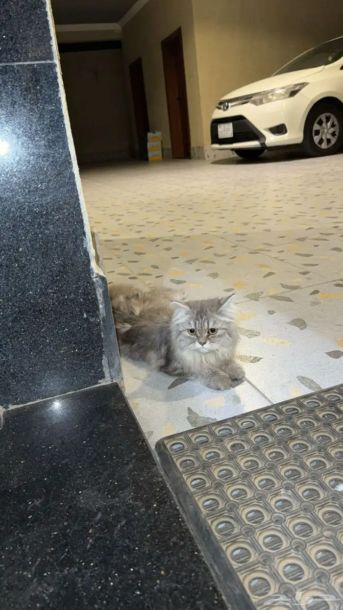 قطه ضايعه للتبني 0