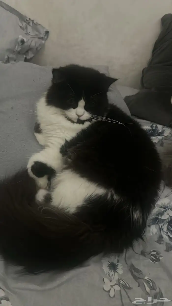 قطط للتبني 0