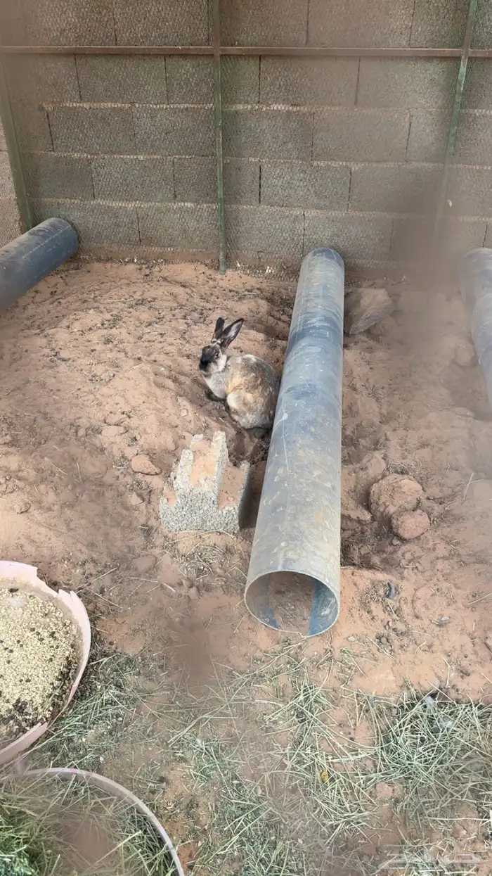 ارانب جانبو للبيع 0