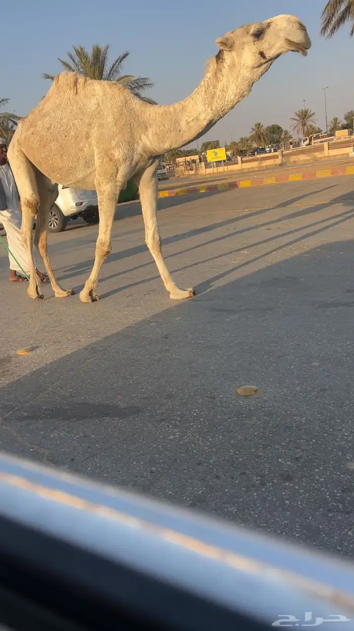 للبيع قعود ثني باتلي 0