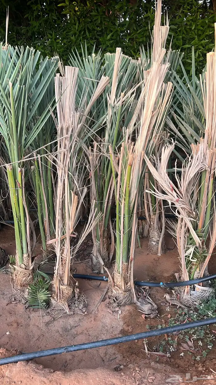 شقراء جميع أنواع النخيل والحين والزيتون وأشجار السدر 6