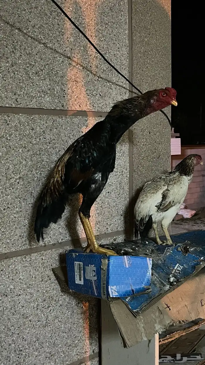 جوز شامو ياباني 2