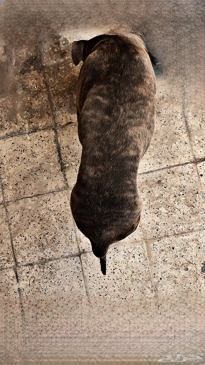 كلب بيتبول ريد نوز 6 شهور لعوب دم حار 0