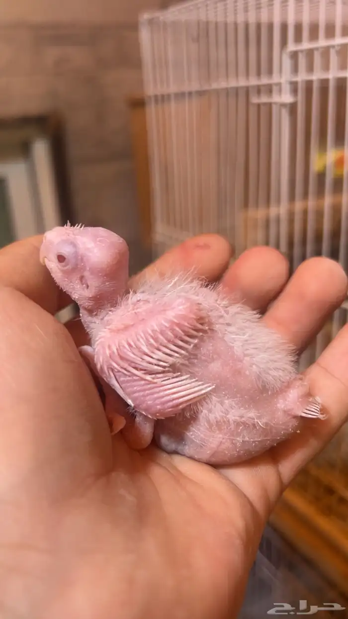 للبيع فرخ كروان البينو الي توقف عليه سومه نصيبه 0