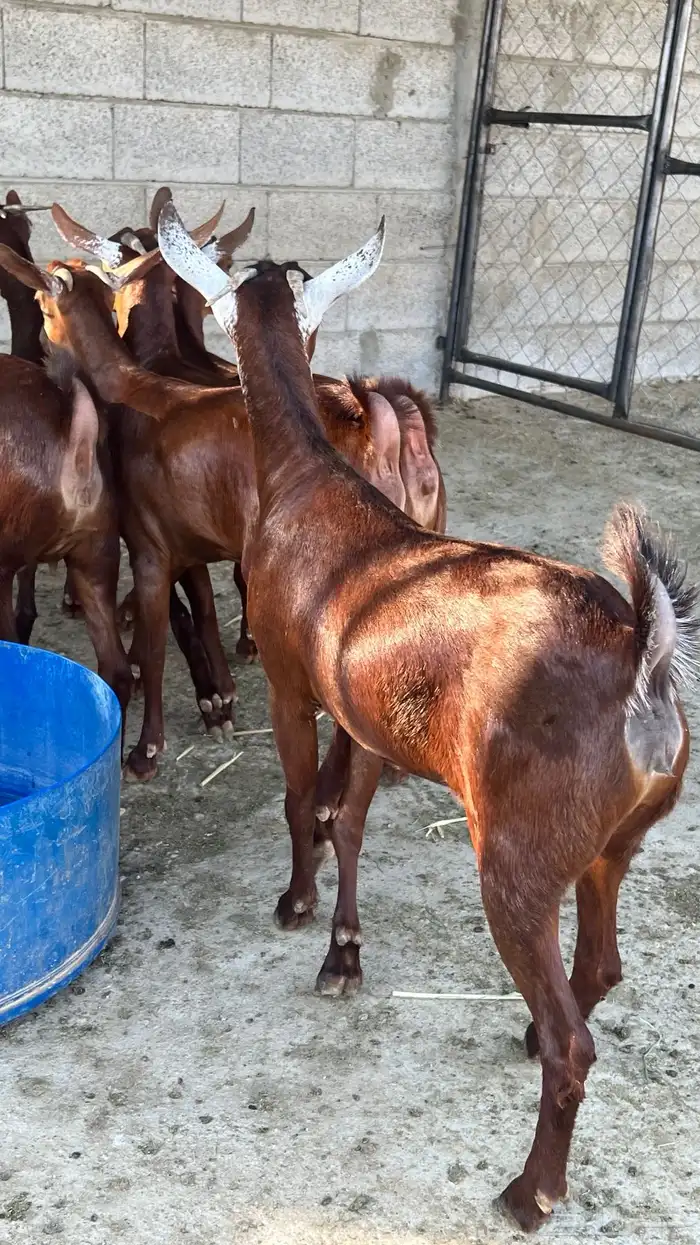 معزا دهم دبس ( تم البيع ) 5