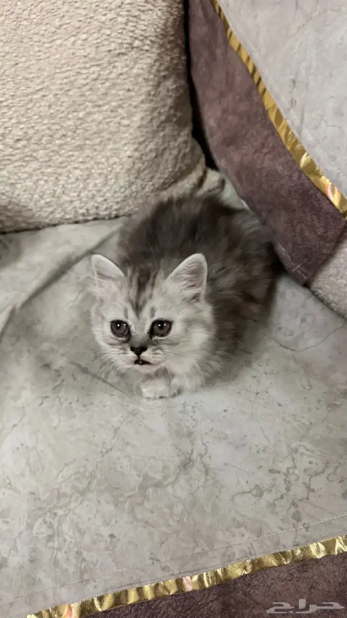 قطتين شيرازي أمريكي عمر شهر ونص ب 250 ريال 3