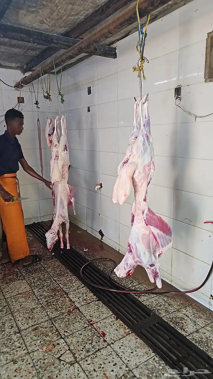 طليان حري وتيوس محايلي وسواكني 5