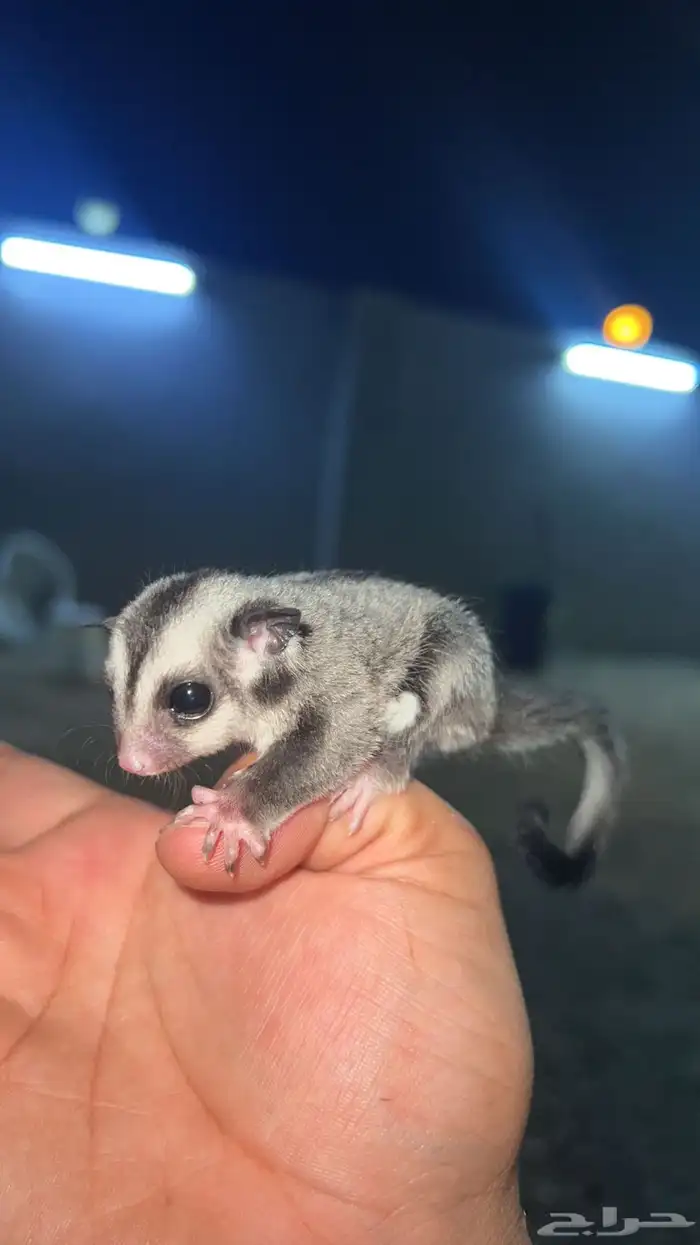 فروخ سنجاب شوقر القلايد العدد 2 0