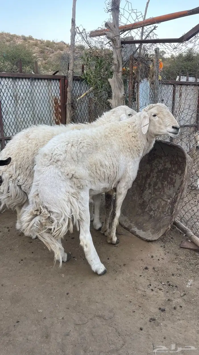 طليان فحول 2