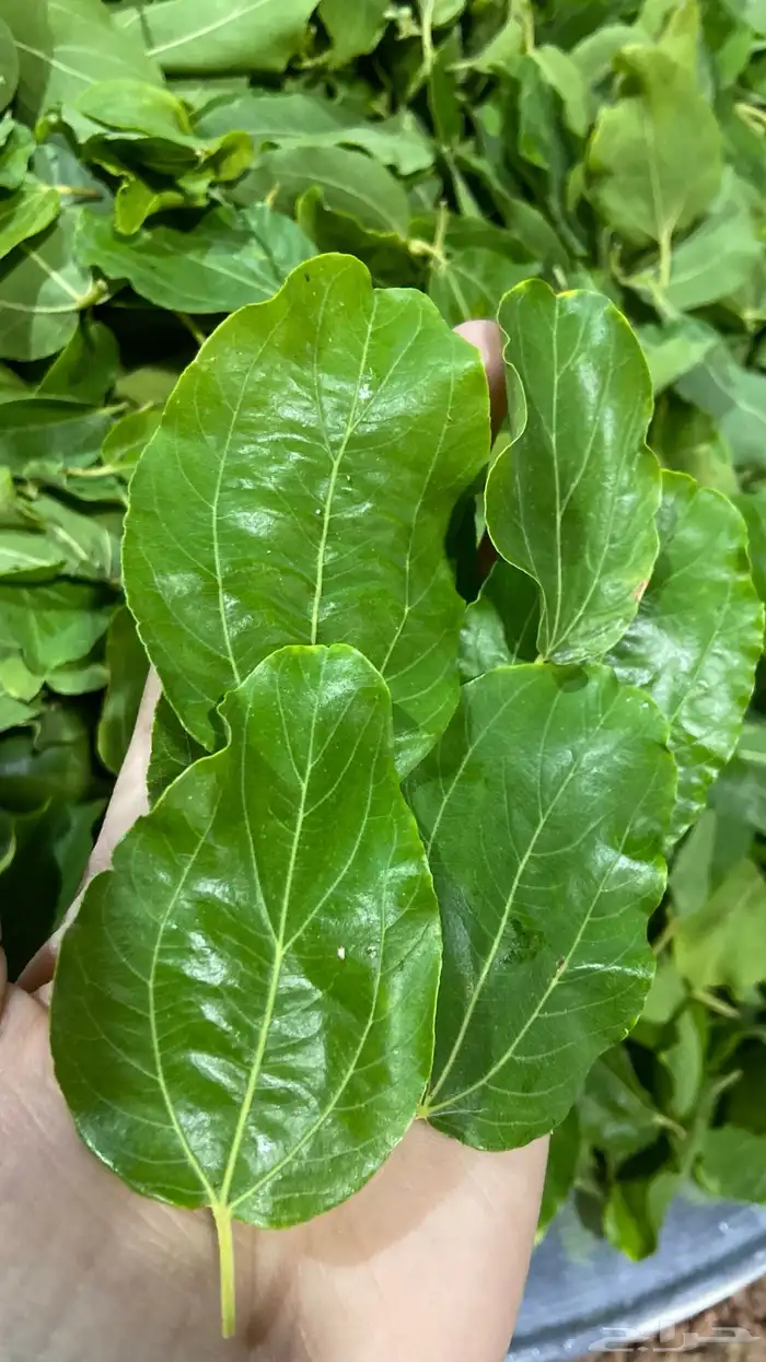 سدر بدون اضافات 1