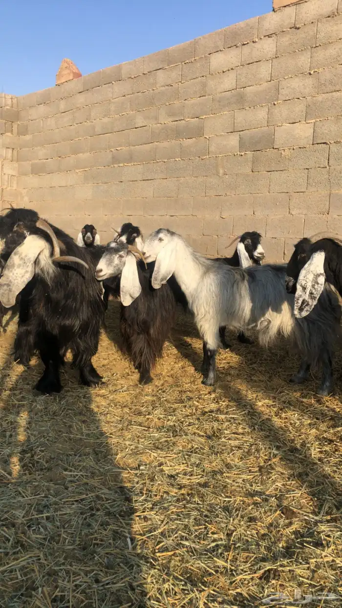 معزاء عوارض 4