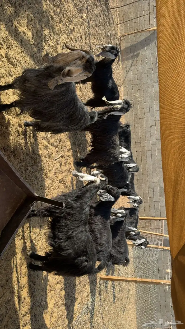 معزى عوارض طيبه بفحلها 2