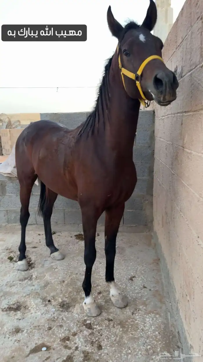 حصان واهو حفيد مروان 0