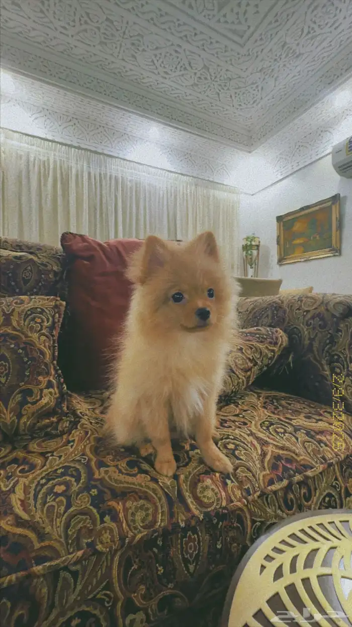 كلب بومرينيان ميني للبيع مرااا لعوب وتطعيمته كامله 1